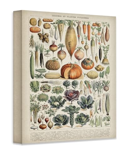 Antique Heirloom Legumes and Root Crops Vegetables 16x20 Stretched Canvas – Vintage Botanical and Food-Themed Wall Art, Garden Vegetable Artwork, Heritage Vegetable Guide, Kitchen & Farmhouse Decor