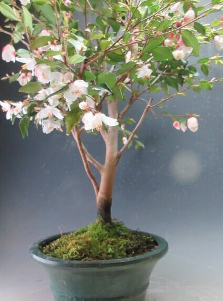 冬椿盆栽　（白）　根上り盆栽 盆栽 椿 岩根絞り 紅白花 室内 趣味 おしゃれ盆栽 ミニ観葉