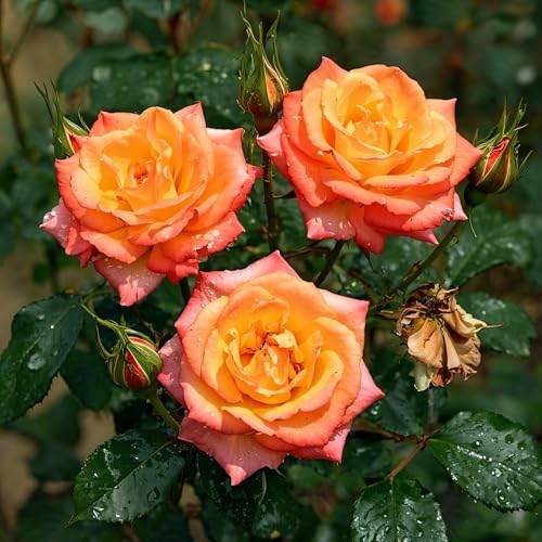 Rose Orange – Plante – Variété Vivace Vigoureuse, Qualité Hollandaise Pour Massifs Et Terrasses – 2 Plantes – Sans Graines, Sans Bulbes Et Non Artificiel