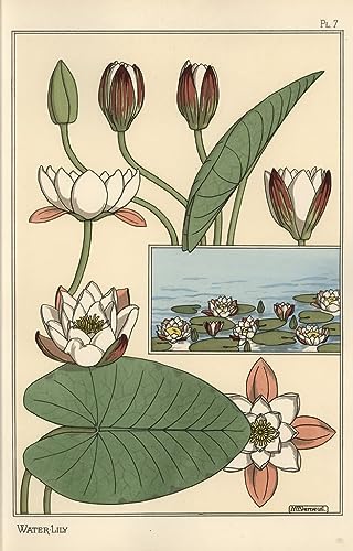 Affiche Toile le nénuphar Eugène Grasset 60x90cm pour sublimer votre décoration de salon