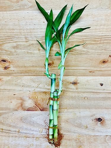 Lucky Bamboo Arrangements 3 Stem 6&rdquo;6&rdquo;8&rdquo; 1 Arrangement