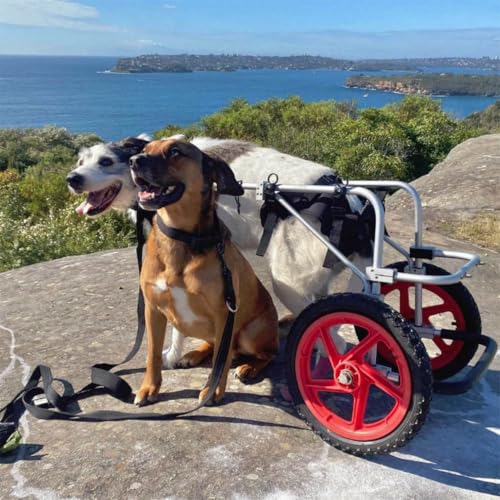 Image of Dog Wheelchair for Back Legs - K9 Orthopedic Surgeon Designed & Tested - Adjustable Dog Harness Stroller Cart with All Terrain Wheels Hind Leg Support - Mobility Aid by Best Friend Mobility - Large