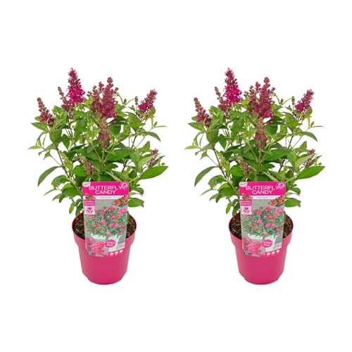 Bloomique - Set di 2 - Buddleja Butterfly Little Ruby - Albero delle farfalle - Pianta da giardino - Resistente al freddo - Alte 30-40 cm - Vaso 19 cm
