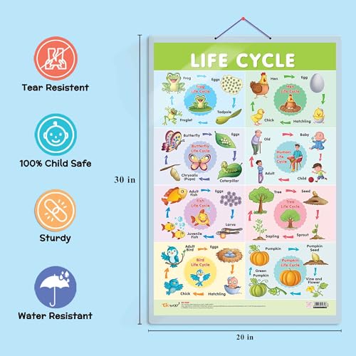 Image of GO WOO Life Cycle Chart and PRINCESS HEIGHT CHART | Set of 2 charts 1 Educational + 1 Height Chart | Dive into the combo Life Cycle Chart and Princess Height Chart