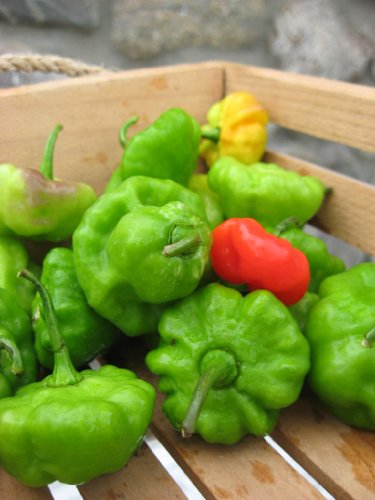 Seeds and Things Sweet pepper or Aji dulce Seeds 25+ Qty Pack Capsicum Chinense
