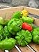 Seeds and Things Sweet pepper or Aji dulce Seeds 25+ Qty Pack Capsicum Chinense