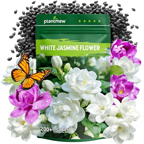 Jasmine Seeds for Planting Mixed Colors (White & Purple) Midnight Perfume Jasmine Seeds 200+ Fragrant Flower Seeds Easy to Grow Garden Flowers for Indoor Outdoor