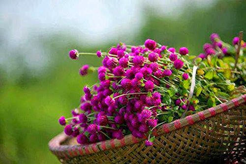Creative Farmer Flower Seeds : Ornamental Flowers Gomphrena Globosa Flower Seeds Flower Seeds For Decoration Garden [Home Garden Seeds Eco Pack] Plant Seeds (B078RFSGW2) Amazon Price History, Amazon Price Tracker