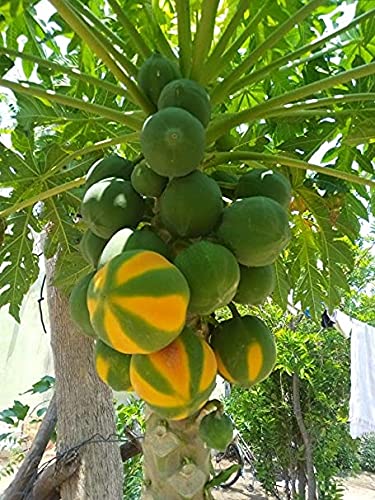 Royal Paradise Garden Carica Papaya TR HOVEY In or Outdoor MINI dwarf tree SEEDS Self-pollinating 20 seeds (B094DMSLTY) Amazon Price History, Amazon Price Tracker