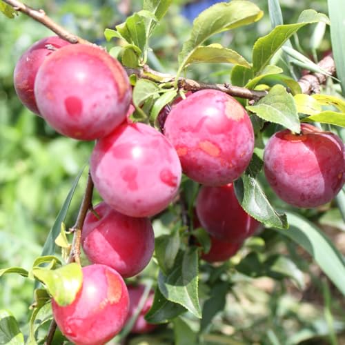 Set of 24 Live Plum Cuttings for Planting Sweet Edible Fruit Rooted Cuttings Ready to Grow Suitable for Outdoor Garden