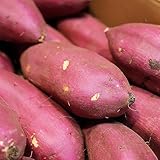 さつまいも 訳あり 約5kg 大きさお任せ 産地箱｜紅はるか・紅優甘・紅まさり｜茨城県産・千葉県産 国産熟成さつまいも｜糖度高めの人気品種｜上品な甘さで筋が少なく食べやすい｜お得な訳ありサツマイモ 国産芋 べにはるか べにまさり｜ご家庭用 業務用に最適｜安心の検品発送