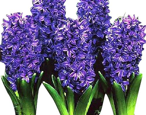 10 Royal Purple Hyacinth Bulbs - Peter Stuyvesant 16-17 cm Zones 4-10 (Pre-Chilling Required for Zones 8-10) Stunning Spring Blooms