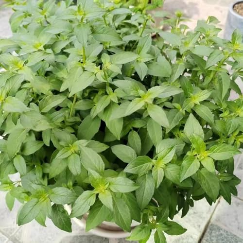 800 piezas semillas de gatera organicas - resistentes para jardín, de jardin primavera semillas pradera, techo verde