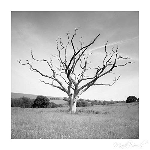 Photographie d'art d'arbre mort infrarouge Deadwood Impression cadre photo carré 30,5 cm