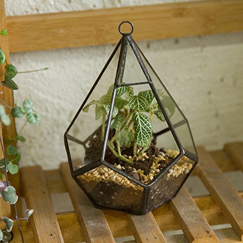Ncyp 5.3 Inches Hanging Glass Terrarium Modern Artistic Wall Tears Shape Diamond Geometric Polyhedron Air Plant Holder Desk Planter Diy Centerpiece Vase Succulent Flower Pot (Plants Not Included) #TOP4
