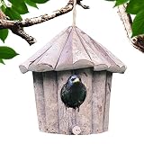 Mangeoire à oiseaux toutes saisons : le nid de colibri sert de mangeoire à oiseaux toutes saisons, attirant les oiseaux communs avec une compatibilité alimentaire mixte et améliorant les stations d'alimentation pour oiseaux de jardin pour un plaisir tout au long de l'année dans l'espace extérieur
