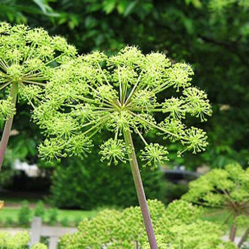 Fresh Seeds - Angelica - 120 Seeds - HOLY Ghost - Archangelica officinalis - Herb:Seeds Only