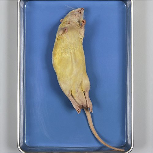 Carolina's Perfect Solution Rat, 7