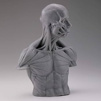 Amazon | 片桐裕司のアナトミー胸像 全高約210mm ソフトビニール