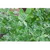 Zoete Manjoram Kruidenzaden Origanum majorana Variety – Ongeveer 1000 Biologische Zaden