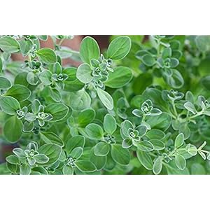 Zoete Manjoram Kruidenzaden Origanum majorana Variety – Ongeveer 1000 Biologische Zaden