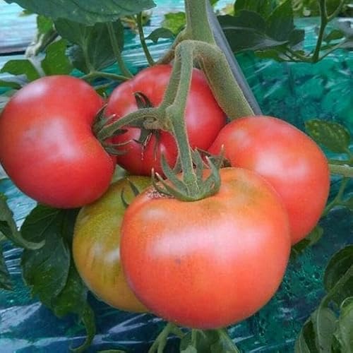 [北海道旭川市]旭川市西神楽産 桃太郎トマト4kg(2026年6月中旬〜発送開始予定)_00960