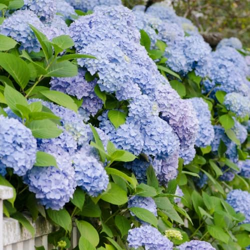Image of M-Tech Gardens Rare Hydrangea Flowering Plant (Light Blue, Hybrid) Exotic 1 Live Flowering Plant