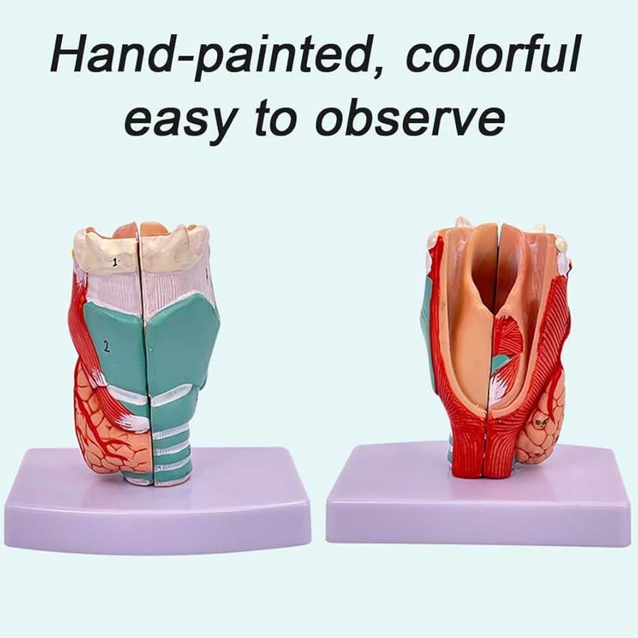 解剖学 1 Anatomy 1 解剖学 1 Anatomy 1