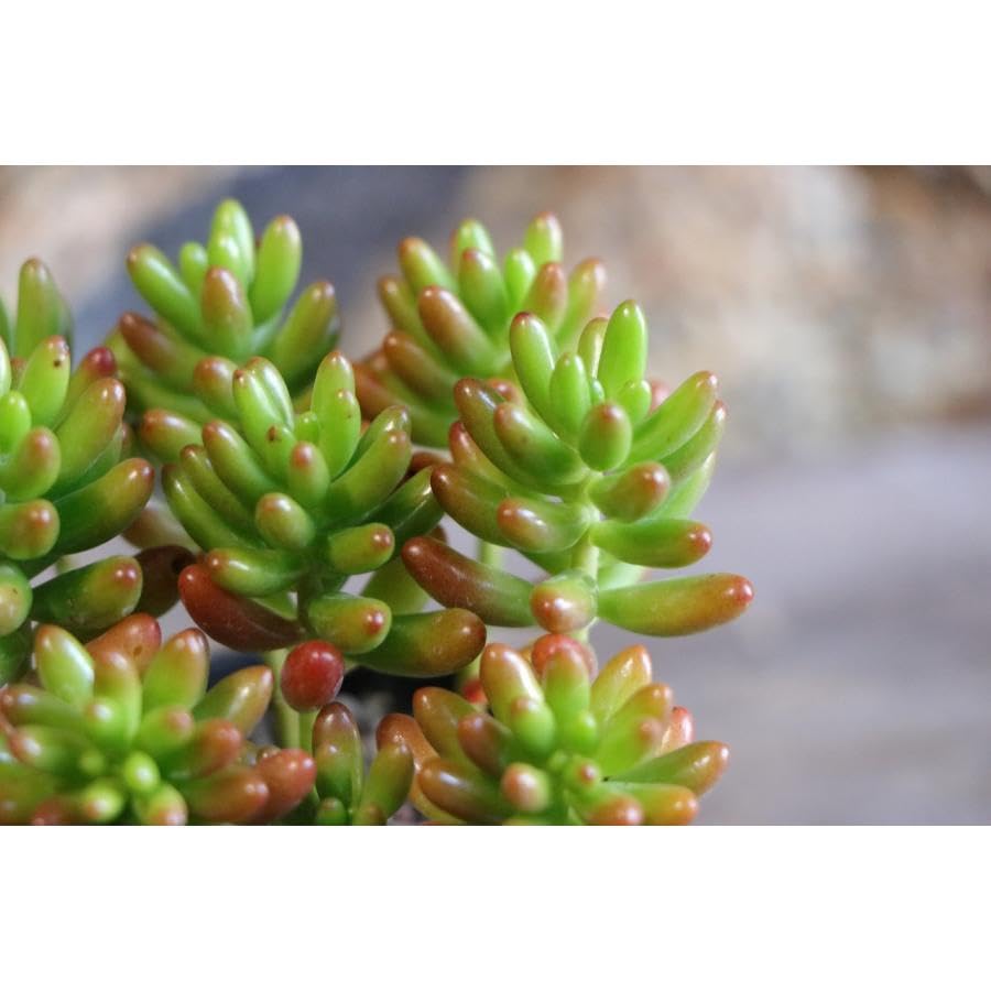 Amazon.co.jp: 多肉植物 セダム 虹の玉 2.5〜3号ポット苗 1株販売 Amazon.co.jp: 多肉植物 セダム 虹の玉 2.5〜3号ポット苗 1株販売