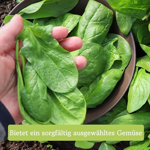 Winter Gemüse Samen Set : 8 Sorten Saatgut Set für die Wintergemüse Anzucht – Porree Samen, Rotkohl Samen, Rosenkohl Samen, Schwarzwurzel Samen, Spinat Samen, Lauch Samen – OwnGrown Samen Winterhart
