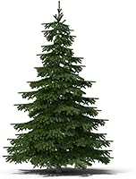 Vista 1 de 50 Balsam Fir Tree Seeds (Abies balsamea)