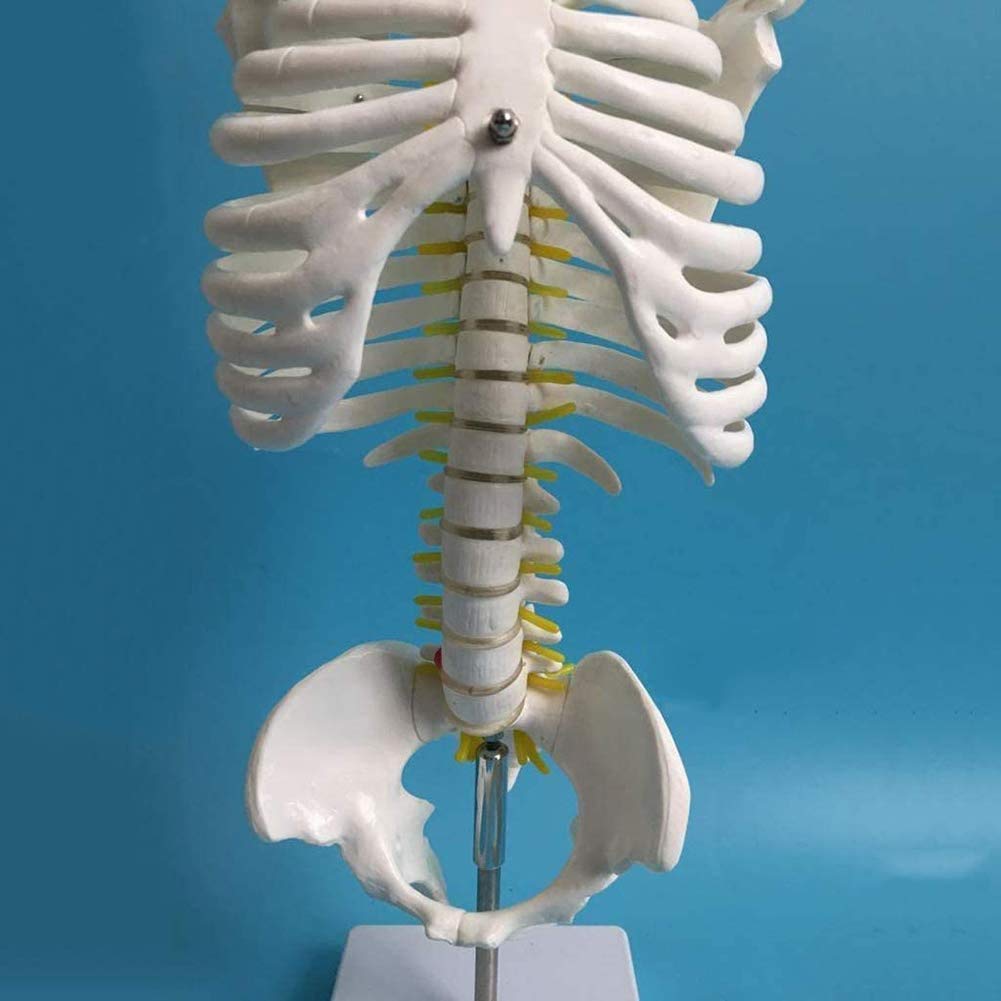 Amazon.co.jp: シールディスクのための教材について - 頭蓋骨、脊椎