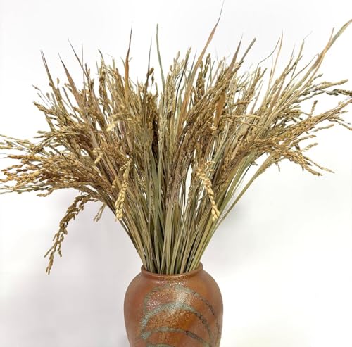 Espigas de Trigo Secas, 100 Piezas Decoración Natural miniatura 1