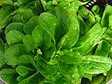 Corn Salad (Mache, Lamb's Lettuce) Seeds- 300+ Seeds 2021 Seeds by Ohio Heirloom Seeds
