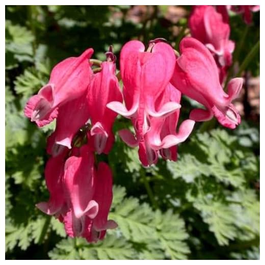 Plant World Seeds - Dicentra Formosa Seeds (Perennial Flower Seeds)