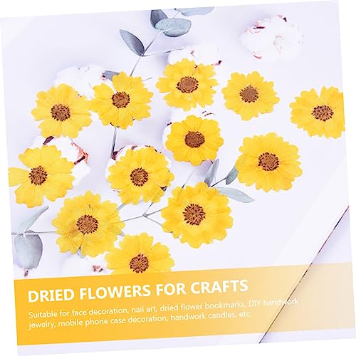 BELLIFFY 24 piezas flores de margarita secas naturales para manualidades miniatura 4
