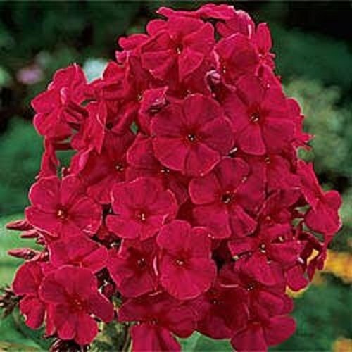 Nouveau réensemencement annuel de Phlox rouge parfumé
