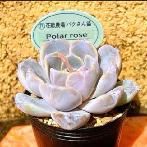 Amazon.co.jp: 多肉植物 パクさん苗 ポーラローズ 札なし : DIY・工具