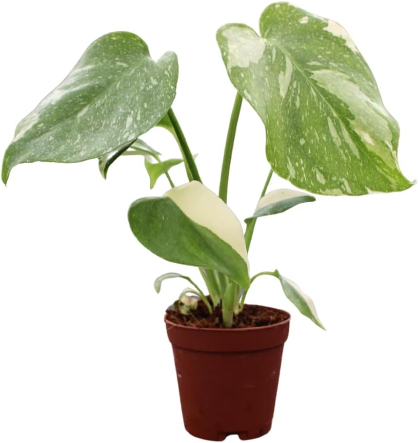 Monstera Thai Constellation Live Plant in 2 Growers Pot