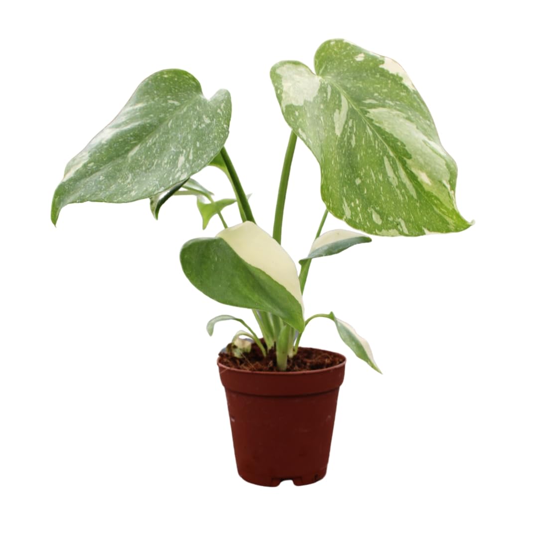 Amazon.com : Monstera Thai Constellation, Live Plant in a 2