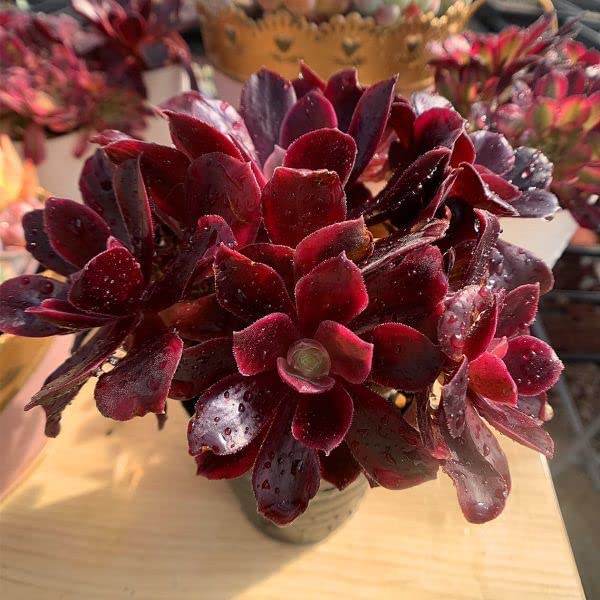 Amazon.co.jp: 農園直売 多肉植物 寄せ植え アエオニウム属 ベロア白錦