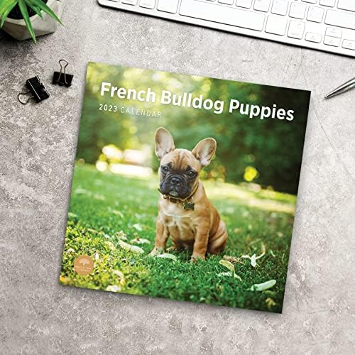 2023 French Bulldog Puppies Monthly Wall Calendar by Bright Day, 12 x 12 Inch, Cute Dog