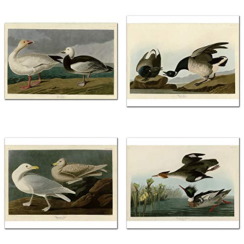 Wish Pub - Set Of 12 Unframed Bird Fine Art Prints, John James Audubon, 8X10 Inch #TOP4
