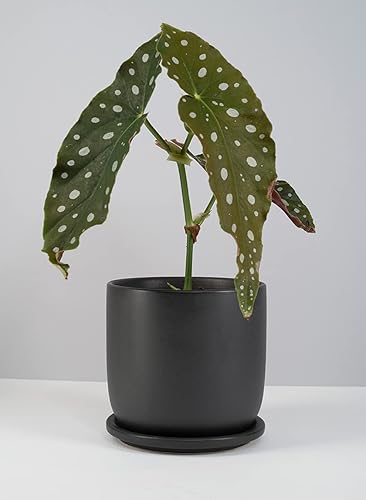 Miniatura 5 de Serene Spaces Living Maceta grande de cerámica negra mate con agujeros de drenaje y platillo para plantas y flores, macetas decorativas para