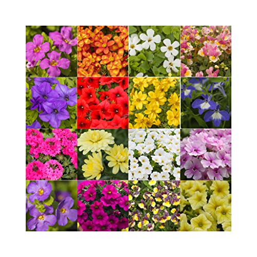 10 Hanging Basket Summer Plug Plants Ideal Mix of Plug Plants for Garden Hanging Baskets.