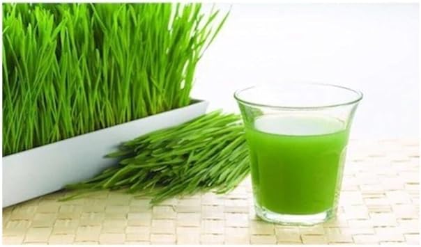 Buğday Tohumu 500 Gram Çimi Kedi