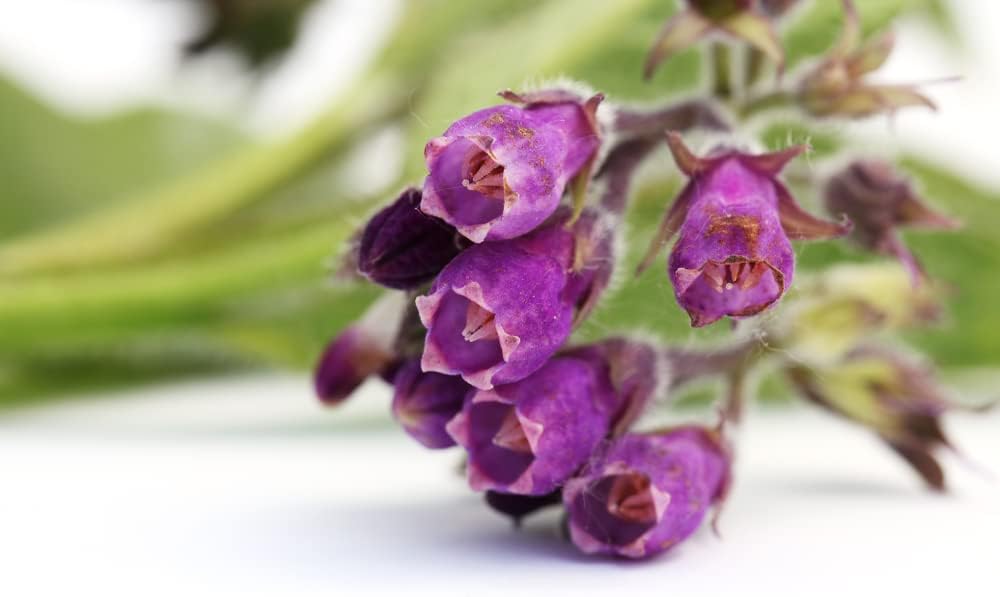 True Comfrey Seeds for Planting (Symphytum officinale) Non GMO, Heirloom - Made in USA (100 Seeds)