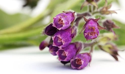 Semillas de consuelda verdadera para plantar (Symphytum officinale) sin OMG, reliquia, fabricadas en Estados Unidos (50 semillas)