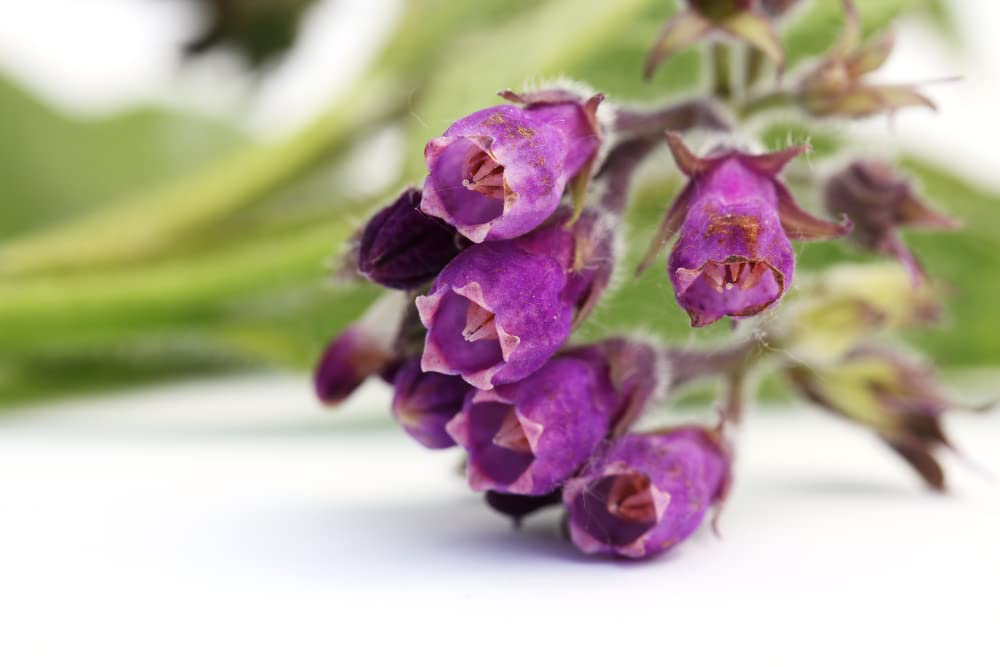 CZ Grain True Comfrey Seeds