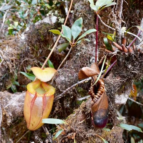 Semi di carnivora, Nepenthes mirabilis, serre da balcone regali per gli amanti del giardino semi biologici rare verdi d'appartamento da interno 200pcs